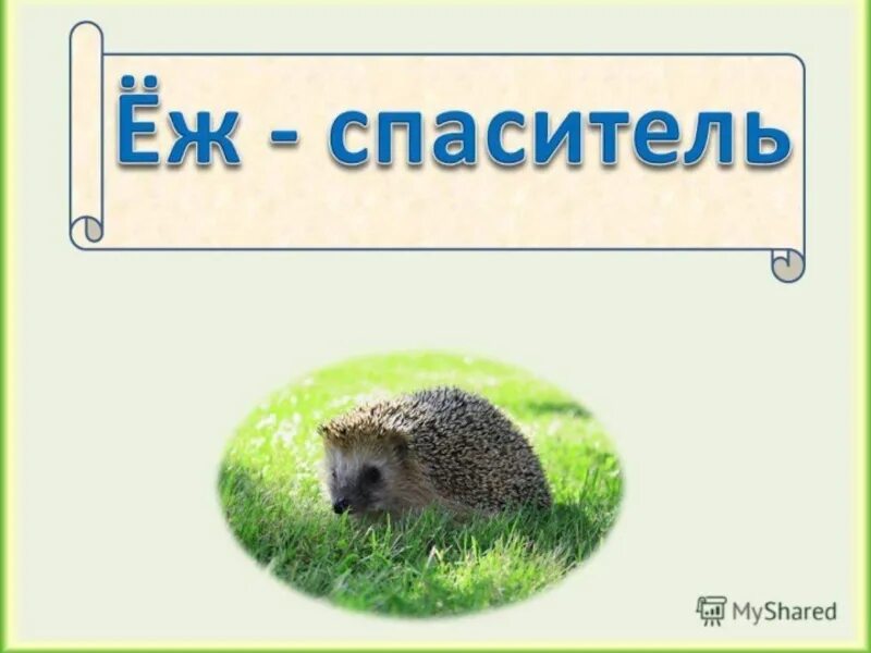 Еж Спаситель Бианки. Бианки еж. Рассказ еж Спаситель. Еж Спаситель план. Еж спаситель основная мысль