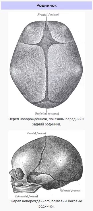 Родничок рано. Клиновидный Родничок у новорожденных. Передний Родничок черепа новорожденного. Височные роднички у новорожденных. Родничок у новорожденных неокостеневшие.