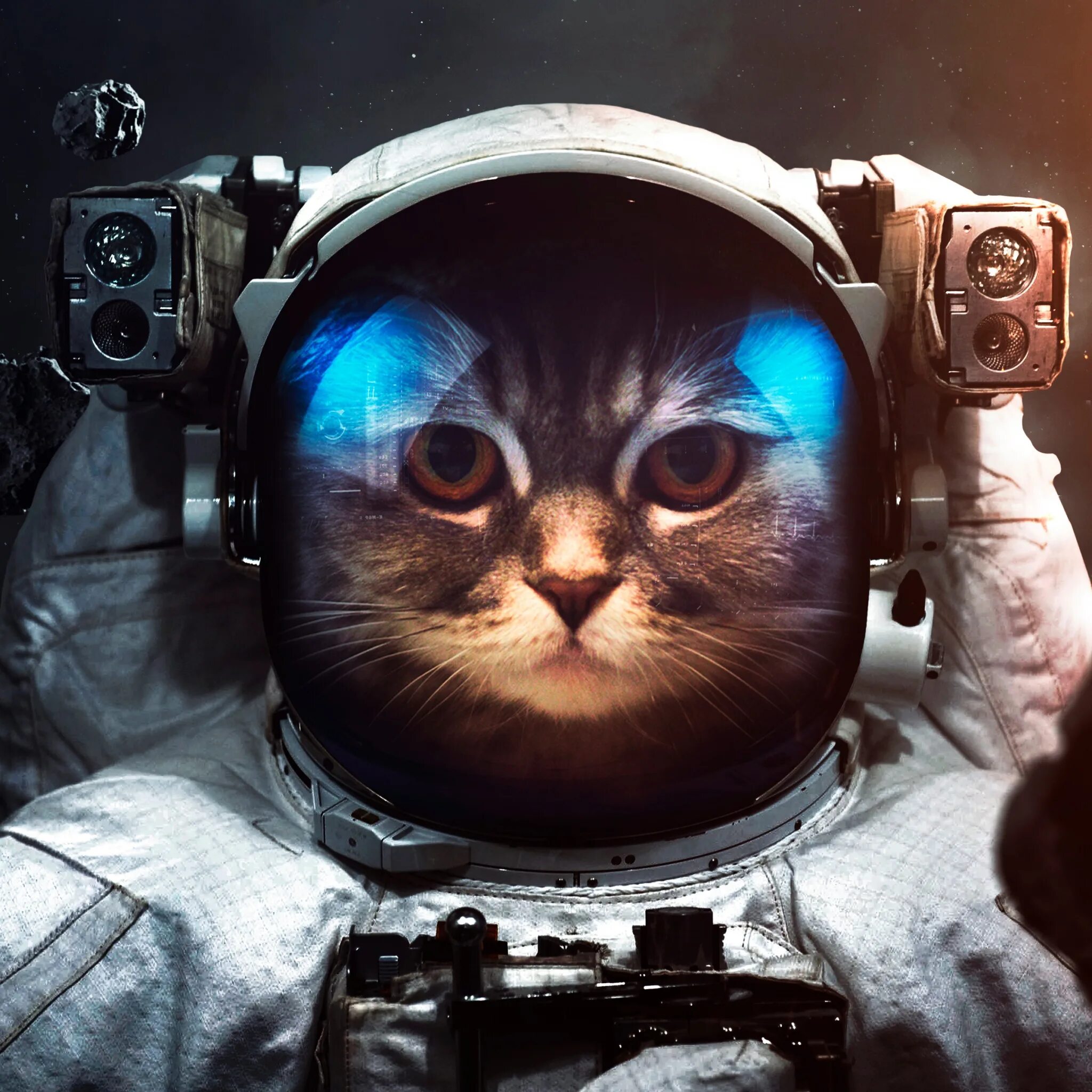 I m a cat