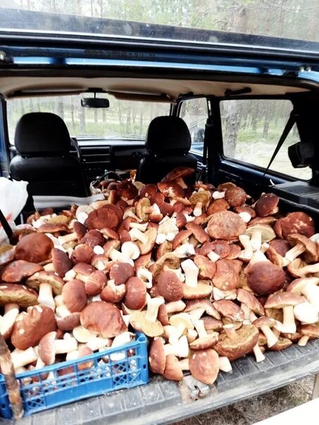 Сколько стоят белые грибы в нижнем новгороде. Грибы в ящиках. Сколько стоят белые грибы в нижнем новгороде. Сколько стоят белые грибы в нижнем новгороде. Мицелий белого гриба.