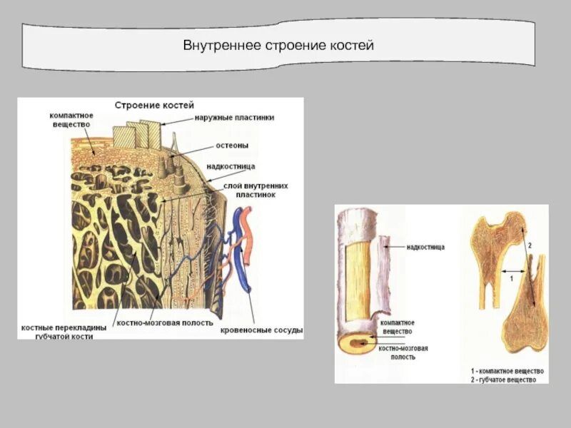 Какую функцию выполняет компактное вещество. Строение костей надкостница. Внутреннее строение кости компактное вещество. Внутреннее строение кости схема. Микроскопическое строение кости.