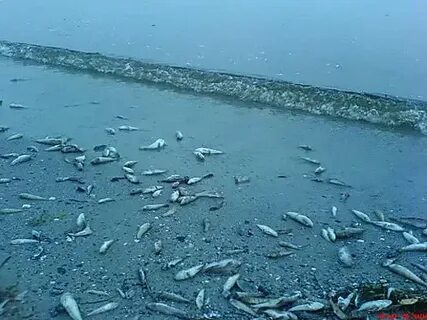 Чем опасно черное море