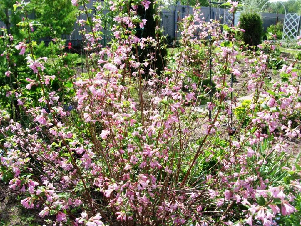 Вейгела пикколо. Как обрезать вейгелу осенью на зиму. Вейгела кустарник зимовка. Как обрезать вейгелу осенью на зиму. Вейгела весенняя.