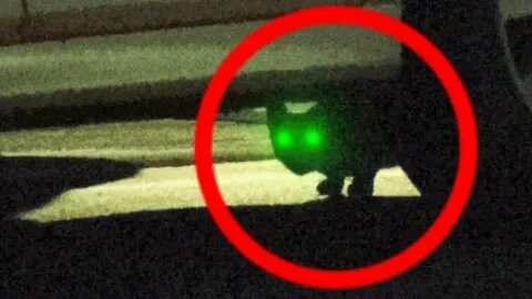 Кот призрак видео