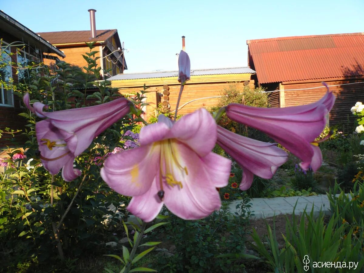 Лилия пинк перфекшн. Лилия трубчатая пинк перфекшн. Лилия трубчатая пинк планет. Лилия трубчатая пинк перфекшн. Лилия трубчатая пинк перфекшн.