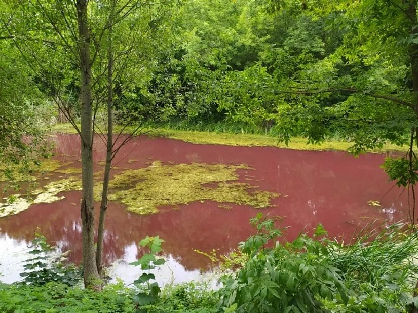 Водоем который окрашивается в нежно розовый цвет