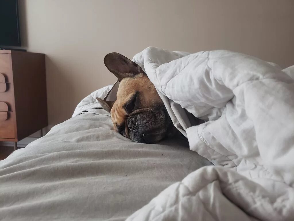 Почему собака любит спать. Собачка в постели. Кровать для собаки. Собачка в кровати.