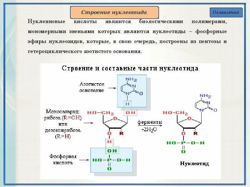 Какого строение нуклеотида. Нуклеиновые основания нуклеозиды нуклеотиды классификация. нуклеотид нуклеозид и фосфорная кислота. структура нуклеозидов и нуклеотидов. строение гетероциклических оснований нуклеиновых кислот.