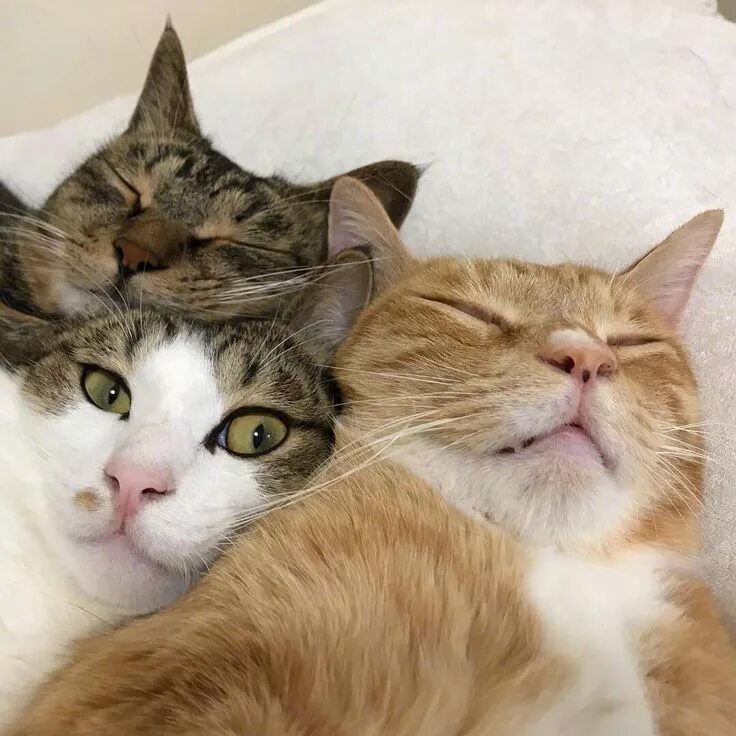 Try cat