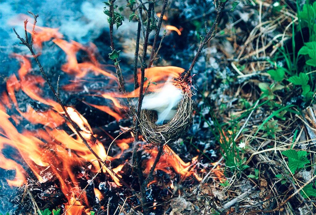 Лесной пал. Пожар в лесу. Пожар в лесу и звери. Птицы в горящем лесу. Пожар Лесной животные.