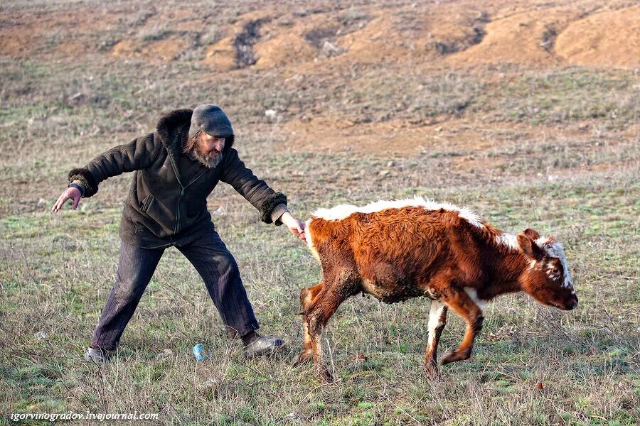 Пасти коров. Пастух коров. Пастух пасет коров.