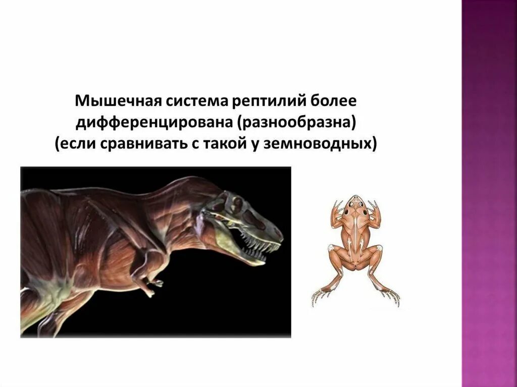 Линька пресмыкающихся. Линька рептилий. Пресмыкающиеся строение. Класс пресмыкающиеся линька. Мышечная система внутреннего строения пресмыкающихся.