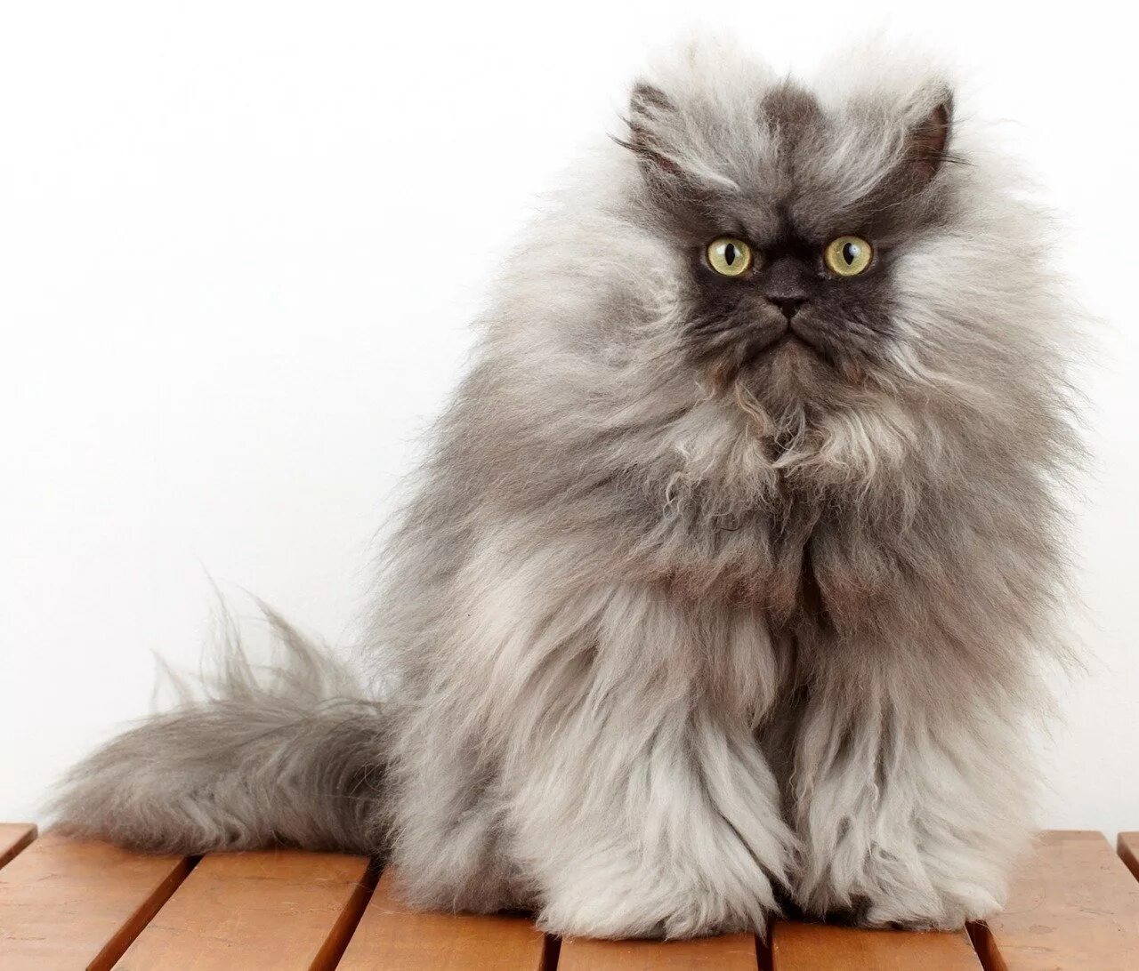 Британская длинношёрстная кошка. Гималайская кошка длинношерстная. Персидская длинношерстная кошка Джуно. Персидская длинношерстная шиншилла.