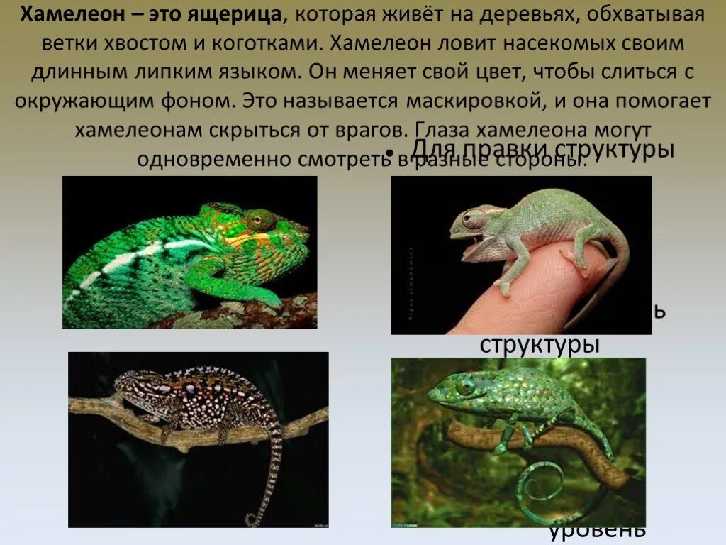 Хамелеон 2 класс. Пресмыкающиеся рептилии 2 класс. Пресмыкающиеся рептилии 3 класс окружающий мир. Хамелеон описание. Хамелеон краткое описание.