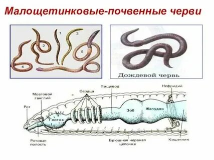 Кольчатые черви количество кругов кровообращения
