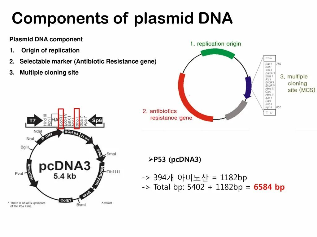 Плазмида кольцевая днк. Plasmid DNA. Плазмида pfh7. DNA components. Pmax плазмида.