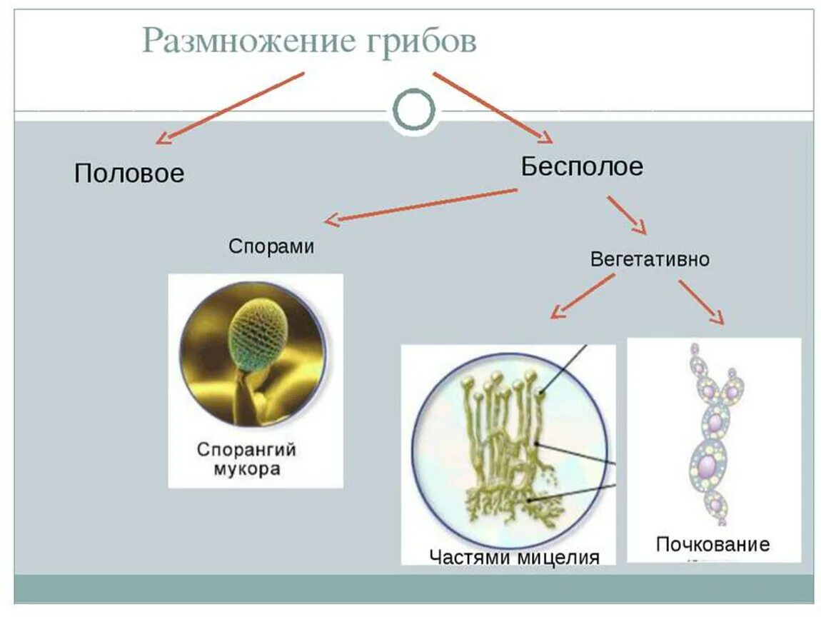 Билим булагы - Биология:Царство грибов