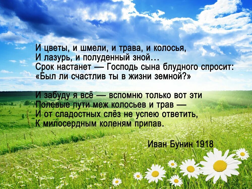 Полевые цветы рассказ забери ее себе 16. И цветы и шмели и трава и колосья бунин. бунин и цветы и шмели стихотворение. стихотворение и цветы и шмели и трава и колосья. и цветы и шмели и трава и колосья бунин стих.