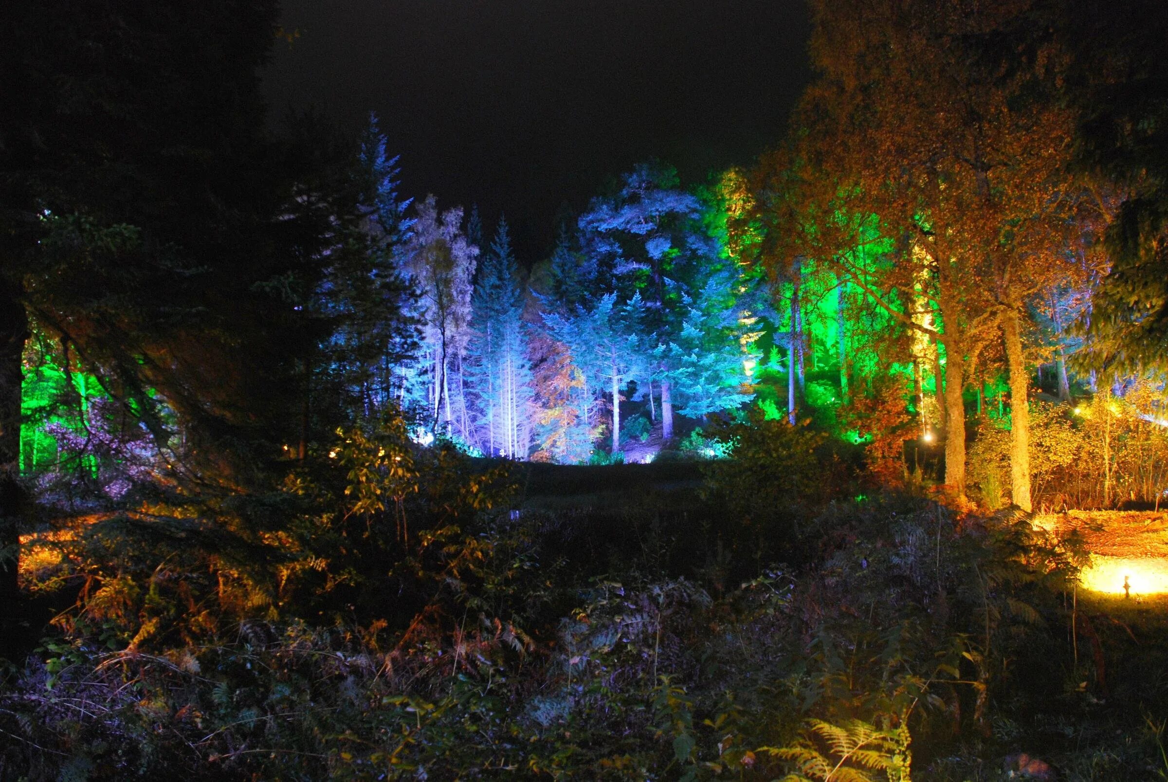 Ночной лес. «Ночь в лесу». Красивый лес ночью. Ночной сказочный лес.