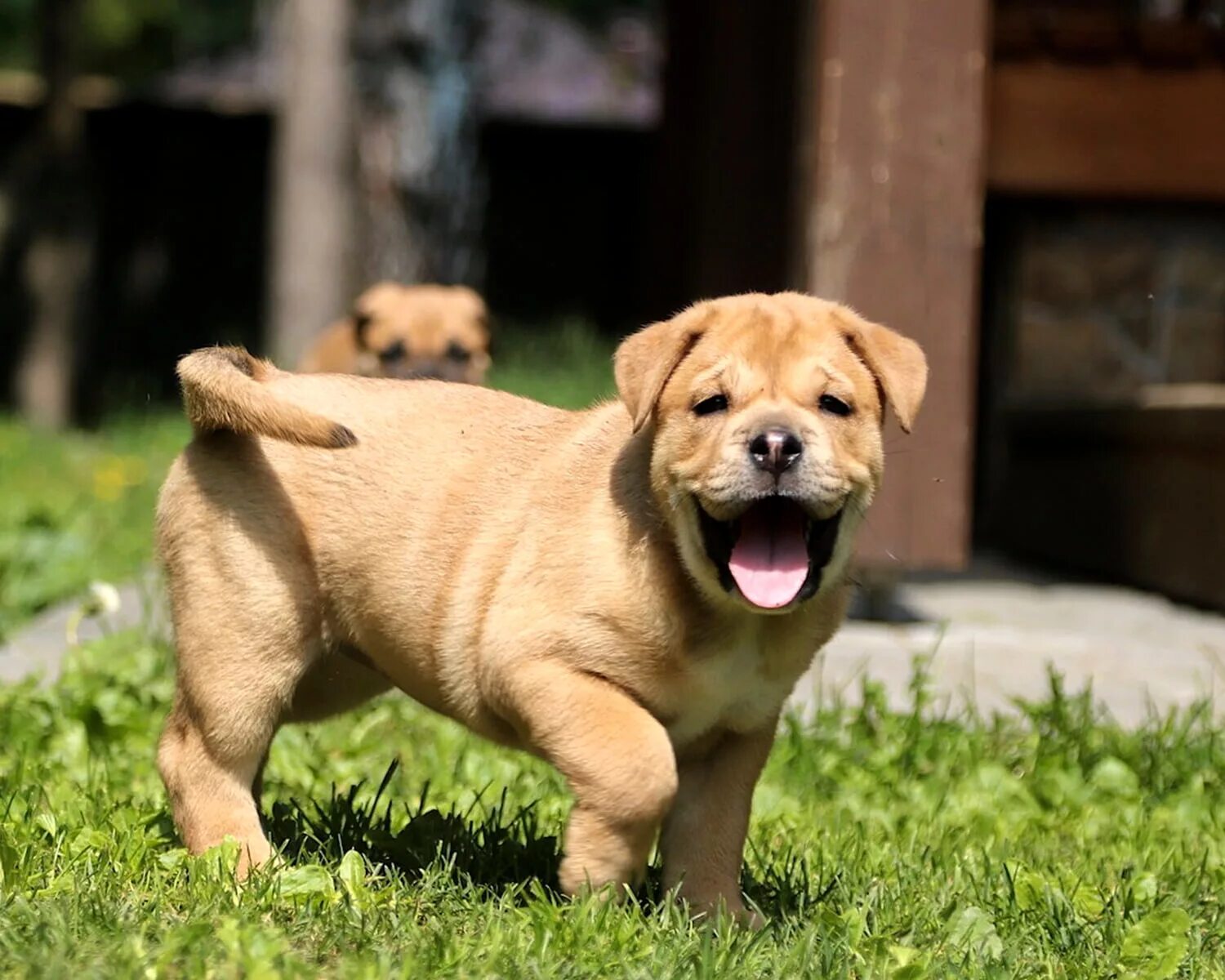 Майорский мастиф ка де бо. Майорский мастиф ка де бо. Ca de. Испанский бульдог кадебо. Майорский мастиф ка де бо.