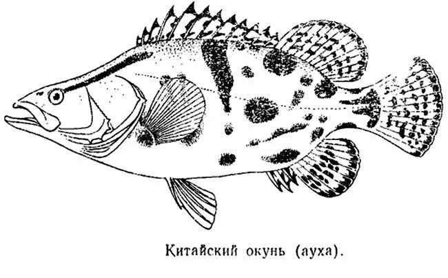 Китайский окунь 4 буквы сканворд. Рыба ауха амурская. Китайский окунь ауха. Окунь-ауха. Китайский окунь ауха.