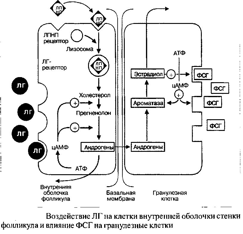 механизмы гормональной регуляции. лг гормон функции. схема выработки пролактина. лютеинизирующий гормон. регуляция синтеза половых гормонов.