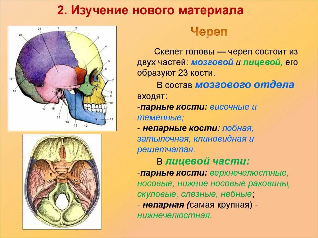Скелет головы мозговой отдел парные кости. Скелет головы мозговой отдел черепа. Строение черепа мозговой и лицевой отделы. Кости мозгового отдела черепа 8 класс. Мозговая лицевая часть черепа