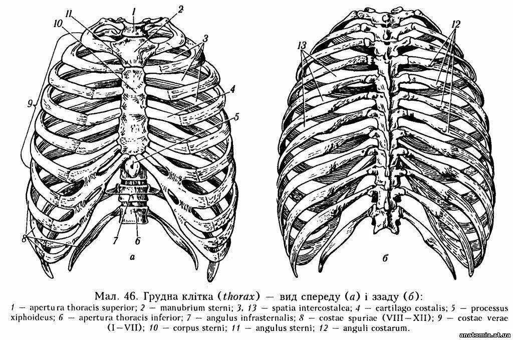 Определи по рисунку сколько ребер имеет. Строение грудной клетки спереди. Грудная клетка с ребрами и грудиной. Ребра анатомия. Ребра и Грудина анатомия строение.