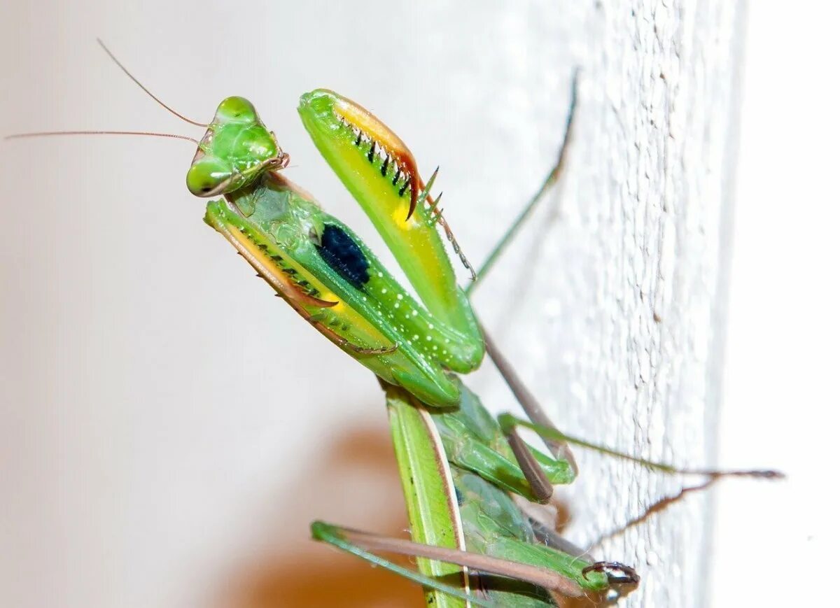 Где снимали самку богомола. Земляной богомол. Богомол Mantis religiosa самка. Богомол палочник нимфа. Богомол Тамбовский.