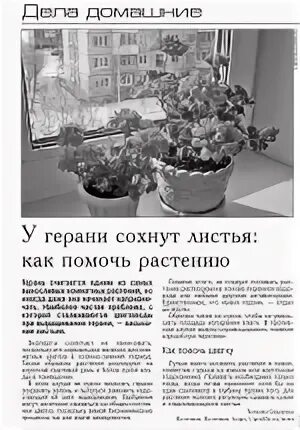 Сколько раз в неделю поливать герань
