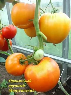 Минусинский оранжевый томат отзывы