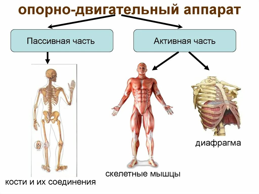Задание по теме мышцы