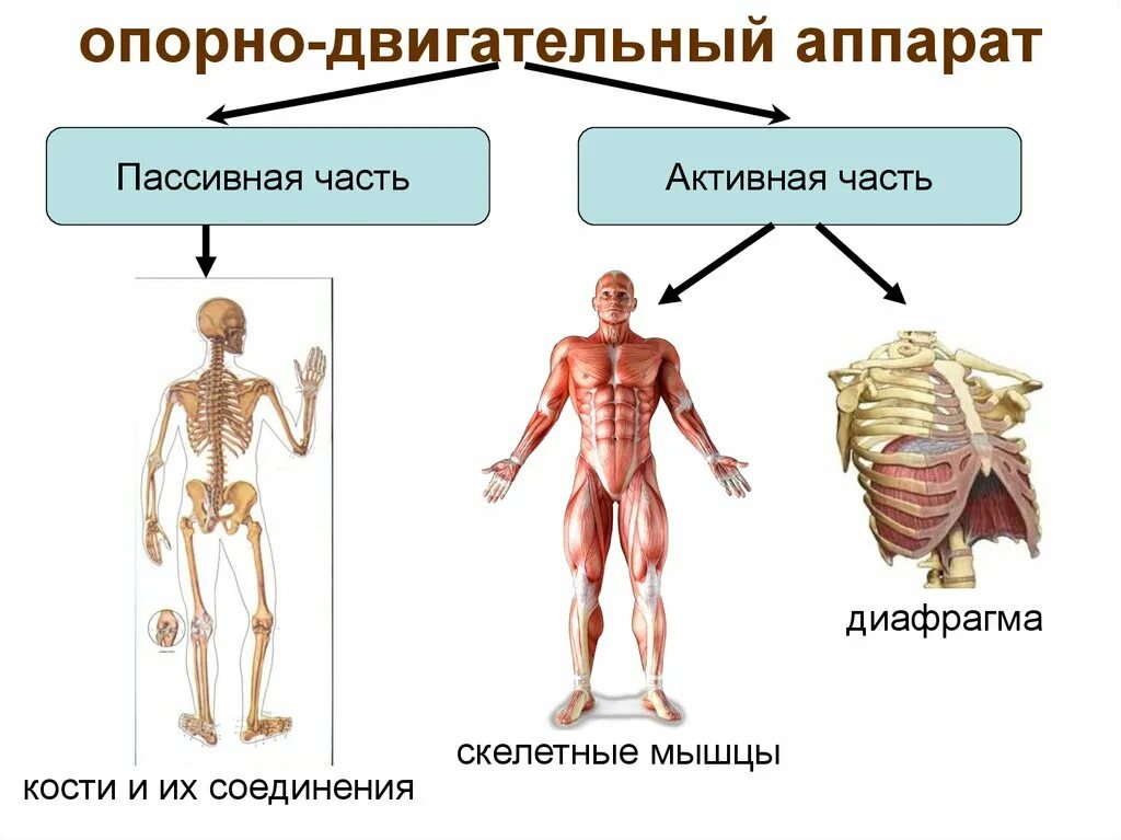 Опорно двигательный аппарат. Опорно двигательная система человека пассивная часть. Из чего состоит опорно-двигательный аппарат человека. Скелет пассивная часть опорно двигательного аппарата. Функции активной части опорно-двигательной системы.