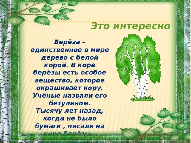 Береза символ России. Береза символ. Почему берёза символ России. Береза является символом России. Значение слова березка