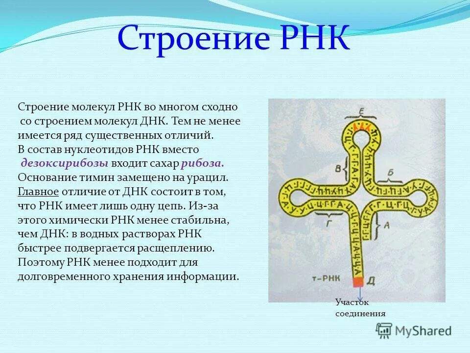 Презентация по биологии рнк. Структура молекулы рнк. состав и строение рнк. строение и функции рнк кратко. строение рнк биология 10 класс.