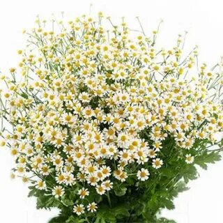 Как называется цветок маленькие ромашки