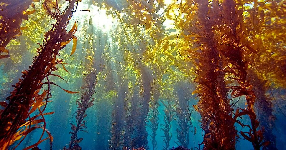 Уникальные экосистемы. Макроцистис водоросли. Водоросли келп ламинариевые. Келп бурая водоросль. Саргассово море водоросли.