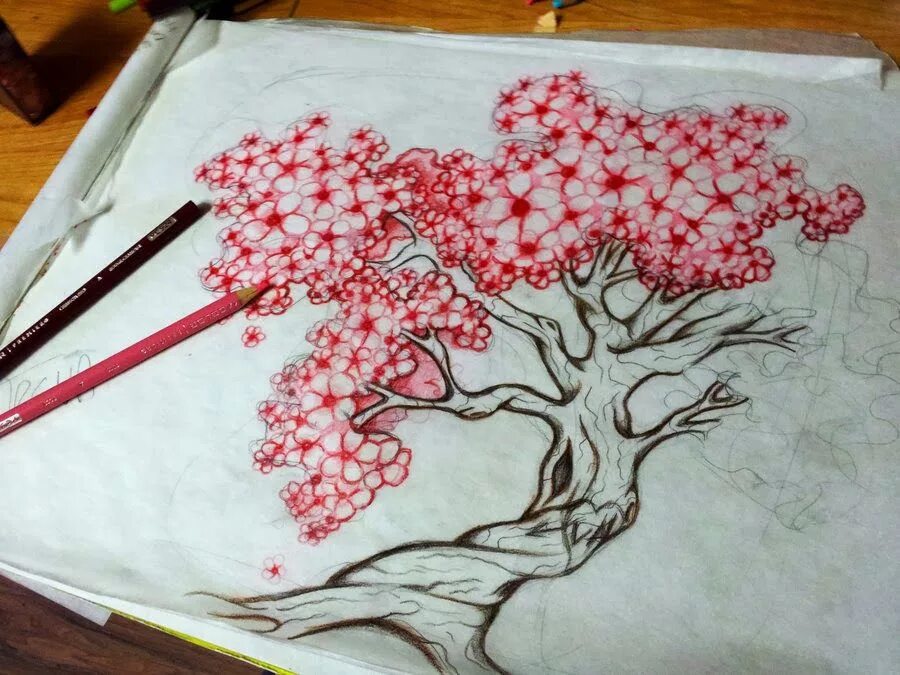 Сакура рисунок. Сакура дерево нарисованное. Ветка Сакуры для рисования. Сакура карандашом.