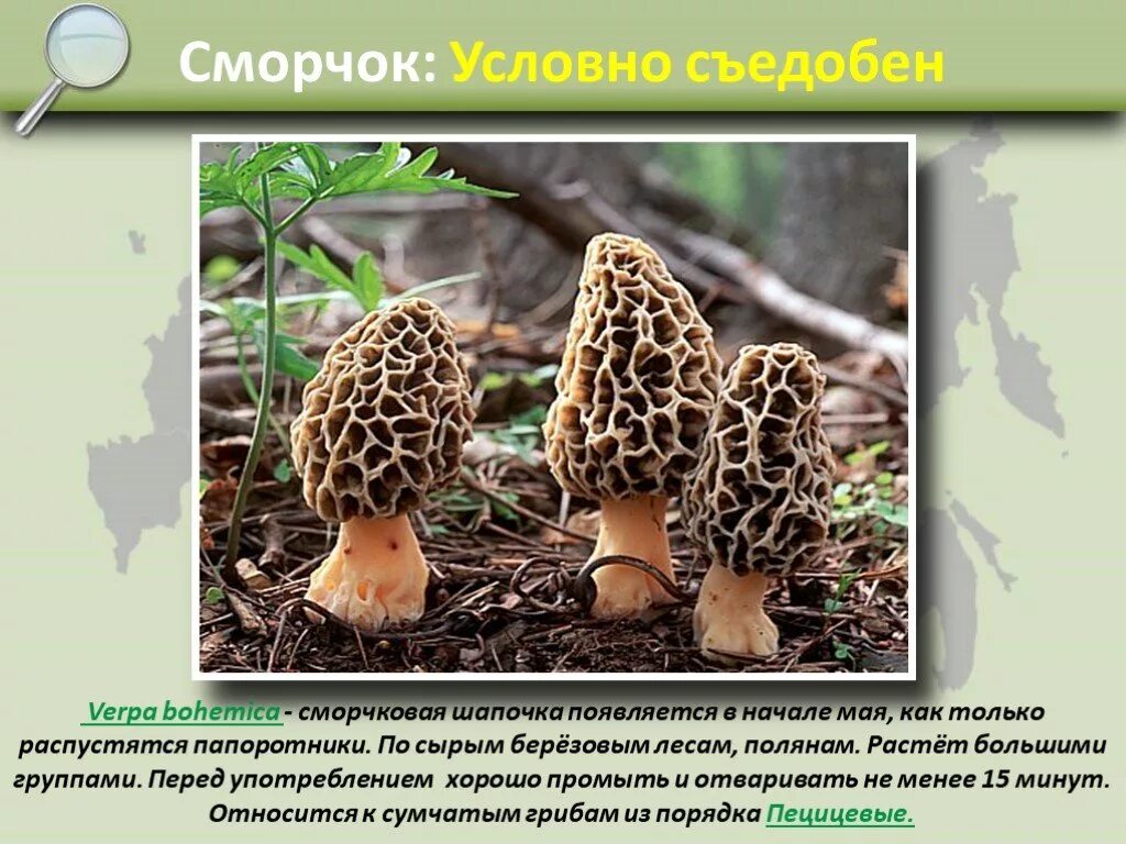 Отличие сморчка и сморчковой шапочки. Сморчок верпа. сморчок строчок сморчковая шапочка. сморчки строчки и сморчковые шапочки. сморчковая шапочка обыкновенный (гриб).