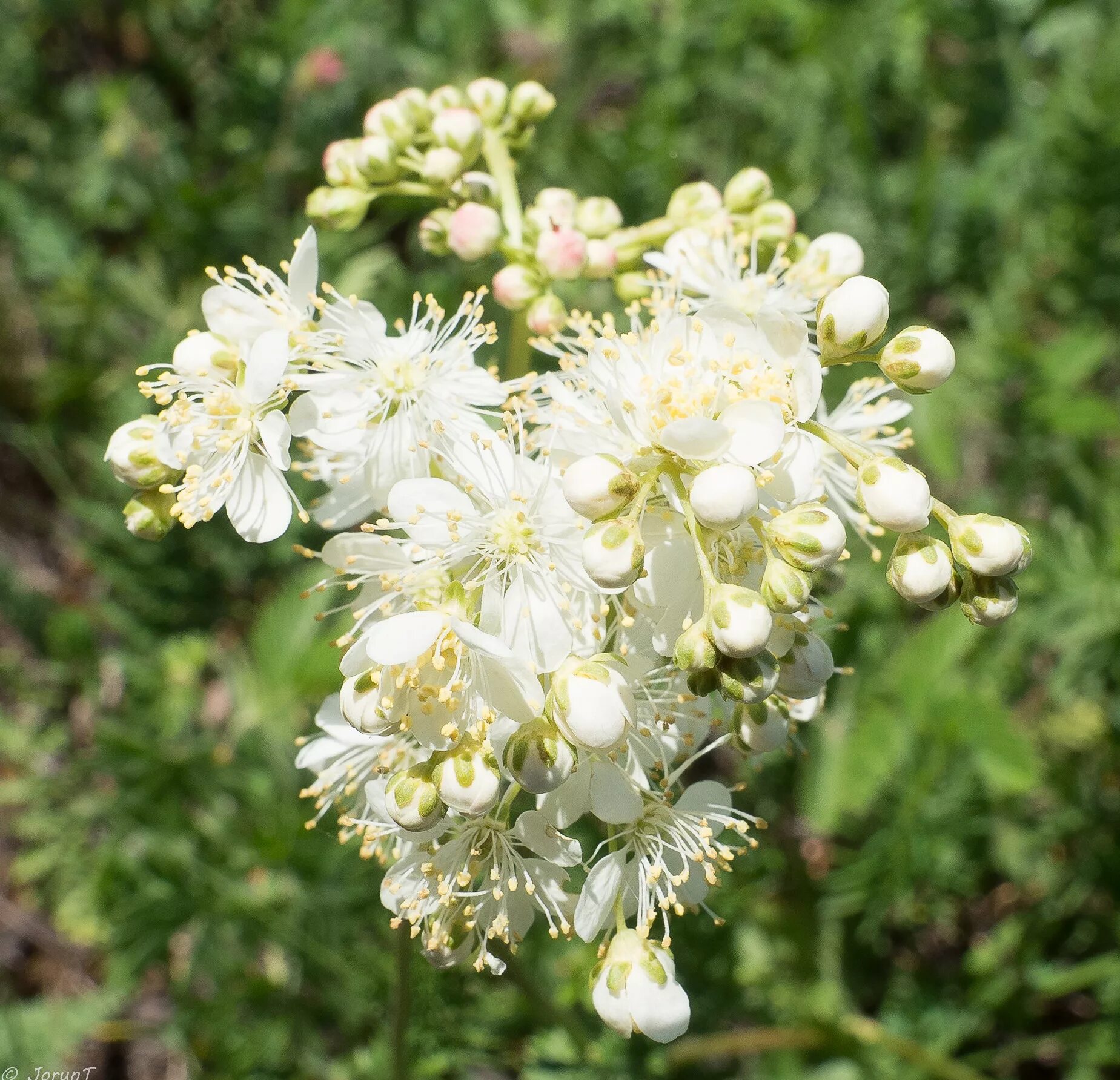 Лабазник шестилепестный (Filipendula hexapetala). Таволга обыкновенная Filipendula vulgaris. Лабазник (таволга) шестилепестный. Лабазник обыкновенный Filipendula vulgaris.