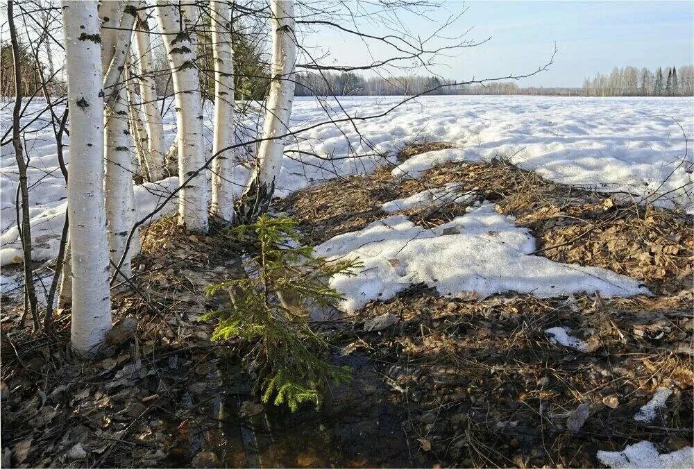 В апреле на полях тает последний. Апрель природа просыпается. Природа просыпается после зимы. Конец апреля. Проталины грязь.