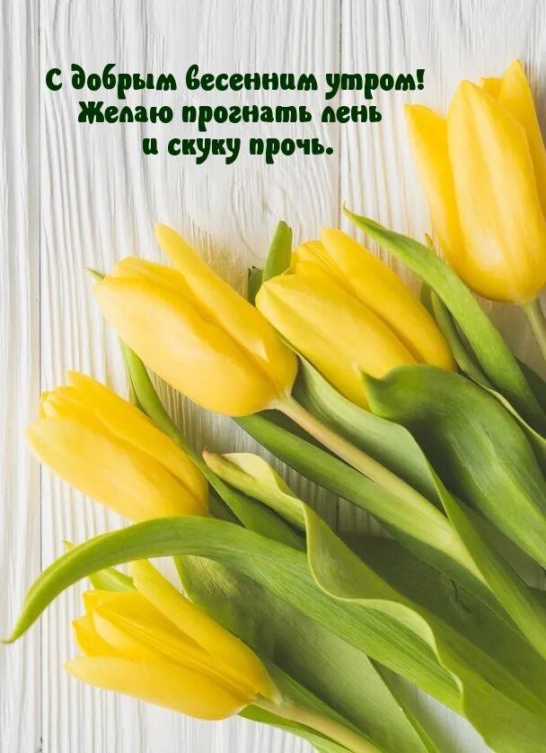 Доброе весеннее утро с тюльпанами. Доброе Весеннее утро. Жёлтые тюльпаны с надписью. С добрым утром желтые тюльпаны.