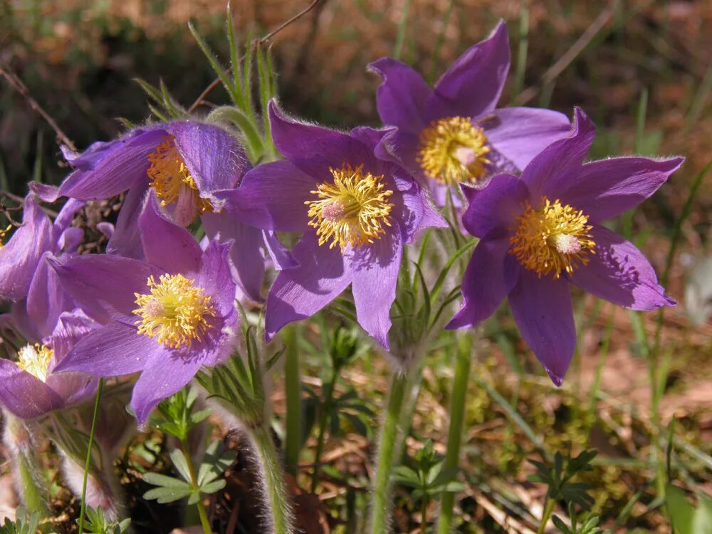 Приокский заповедник. Краснокнижные растения приокско-террасного заповедника. Растения заповедника приокско. Приокско-террасный заповедник. Редкие растения в приокском заповеднике.