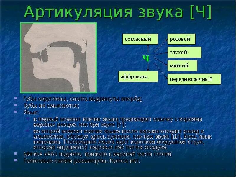 Профиль артикуляции звука ч. Таблица акустико-артикуляционного образа звука с. Акустический и артикуляторный упражнения. Артикуляция звука ч для детей. Артикуляция звука ч.