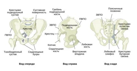 Седалищные бугры расстояние