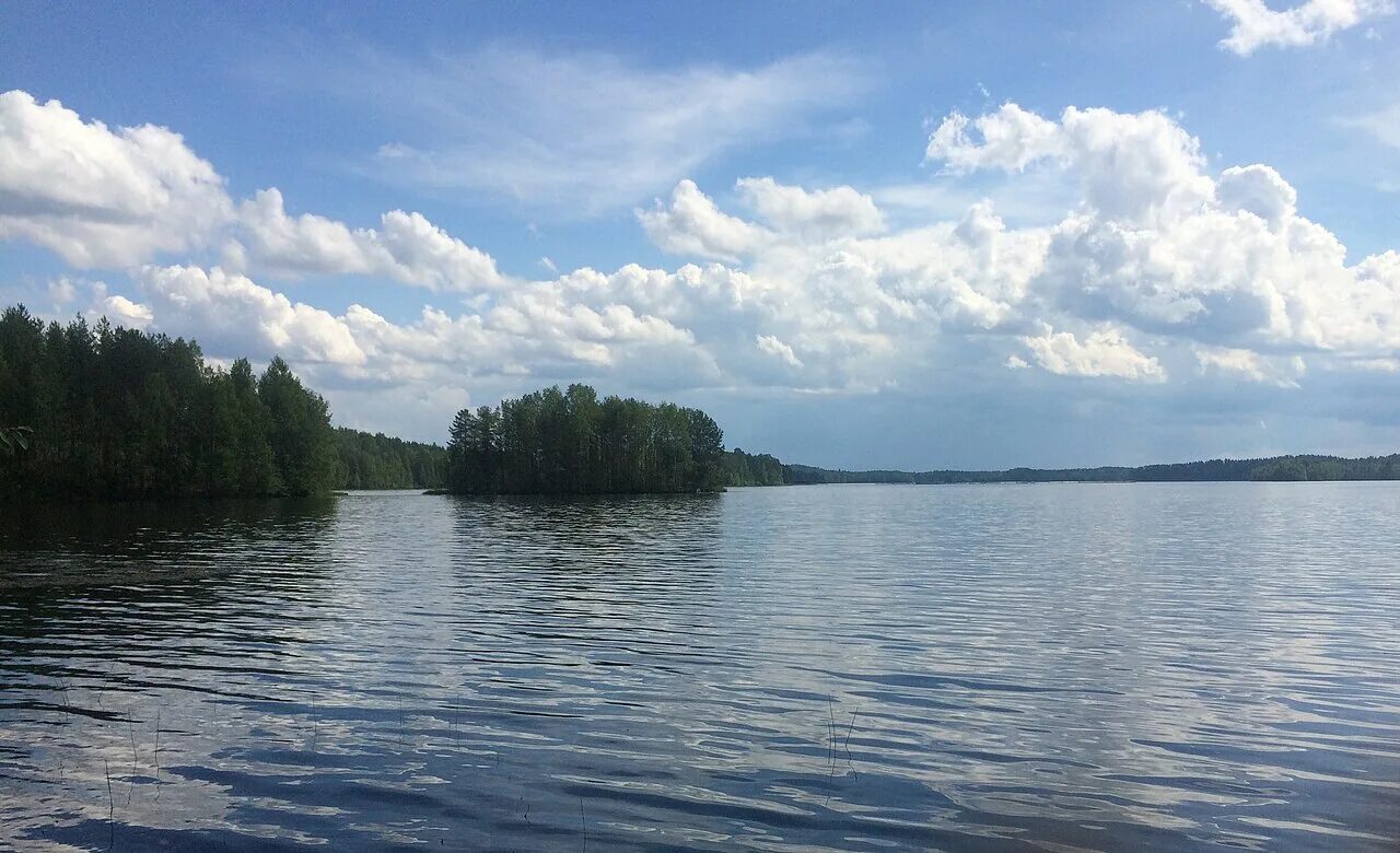 Насоновский лес. Еловый лес курск. Подлесок тайги. Насоновский лес. Сосновый бор солотча.
