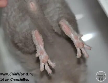 Лапы шиншиллы