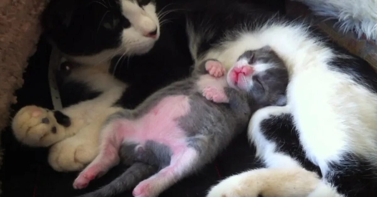 Сон беременной котенок