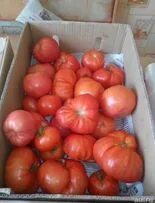 Помидоры домашние. Помидоры авито тула. Помидоры авито тула. Томат сливка красная семена алтая. Продаю помидоры на авито.