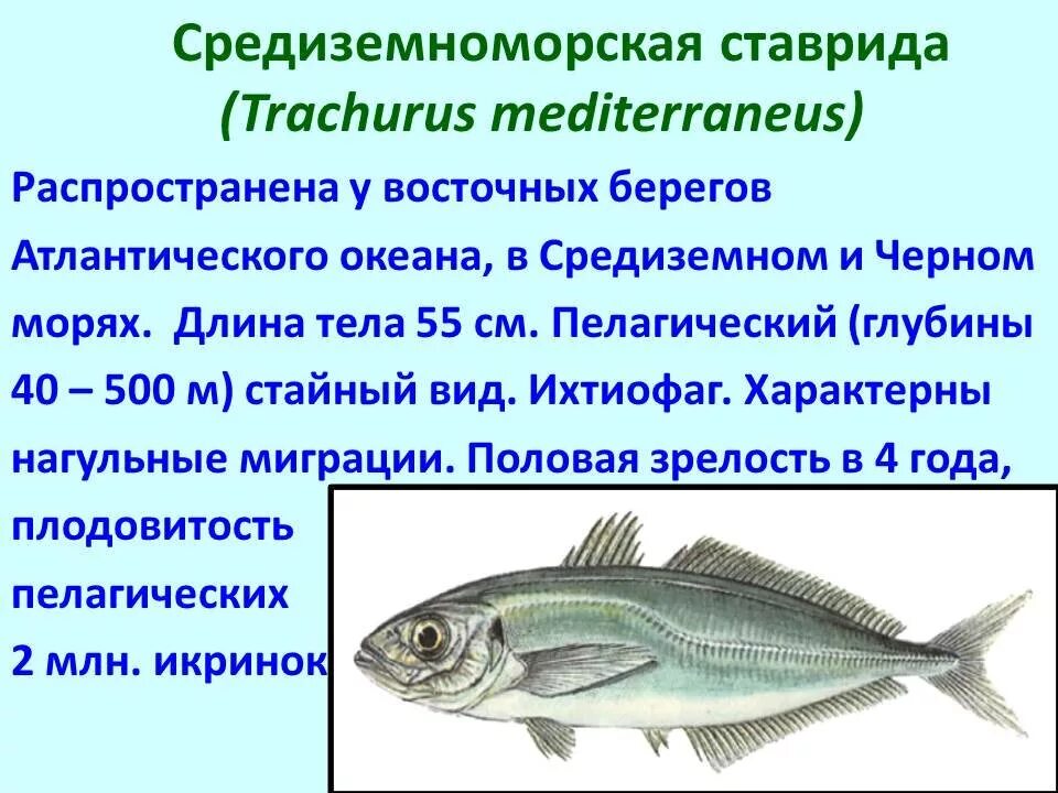 Почему численность промысловых рыб. Основные семейства промысловых рыб таблица. Промысловые рыбы таблица. Промысловые рыбы презентация. Важнейшие промысловые рыбы.